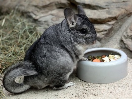Secretele de chinchilla fericirea de familie, articol (articolul chinchila) Secretele de familie chinchilla fericire articol