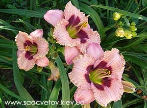 Secretele daylilies în creștere (daylilies Hemerocallis în creștere de plantare de ingrijire transplant de fertilizare fertilizarea solului udare mulci overwintering dăunătorilor boala robustetea) Secretele daylilies în creștere