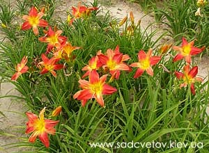 Secretele daylilies în creștere (daylilies Hemerocallis în creștere de plantare de ingrijire transplant de fertilizare fertilizarea solului udare mulci overwintering dăunătorilor boala robustetea) Secretele daylilies în creștere