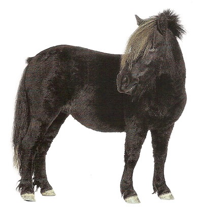 ponei Shetland (ponei) Shetland ponei