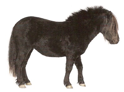 poneilor Shetland (Shetland) Shetland ponei