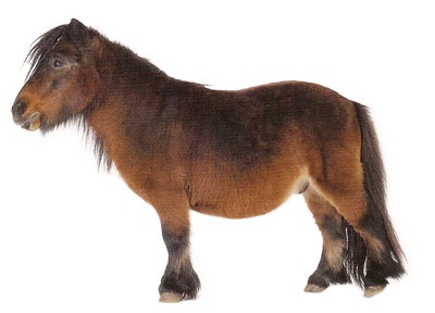 poneilor Shetland (Shetland) Shetland ponei
