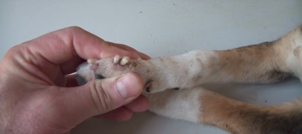 Șoc din Africa larve de muște în interiorul puilor de molid (larve) muște din Africa larve de șoc mâncat în interiorul catelus