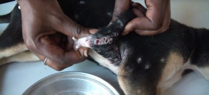 Șoc african larve de muște pui de molid interior (pui) muște din Africa larve de șoc mâncat în interiorul catelus