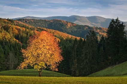 Pădurea Neagră sau „pădurea neagră“ de germaniu, minuni naturale (miracole) Pădurea Neagră sau „pădurea neagră“ de germaniu, minuni ale naturii