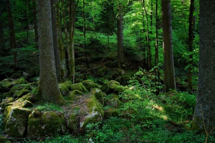 Pădurea Neagră sau „pădurea neagră“ germaniul, minunile naturii (Padurea Neagra) Pădurea Neagră sau „pădurea neagră“ de germaniu, minuni ale naturii