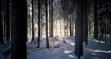 Pădurea Neagră sau „pădurea neagră“ germaniul, minunile naturii (negru) Pădurea Neagră sau „pădurea neagră“ de germaniu, minuni ale naturii