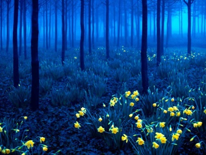 Pădurea Neagră (Schwarzwald) din Germania fotografii, descriere carte de pădure negru, ce să vezi (pădure) Pădurea Neagră (Schwarzwald) din Germania fotografii, descriere negru carte de pădure, ce să vezi