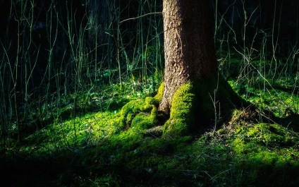 Pădurea Neagră (Schwarzwald) din Germania fotografii, descriere negru carte de pădure, ce să vezi (Schwarzwald) Pădurea Neagră (Schwarzwald) din Germania fotografii, descriere negru carte de pădure, ce să vezi