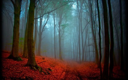 Pădurea Neagră (Schwarzwald) din Germania fotografii, descriere negru carte de pădure, ce să vezi (Schwarzwald) Pădurea Neagră (Schwarzwald) din Germania fotografii, descriere negru carte de pădure, ce să vezi