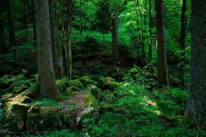 Pădurea Neagră (Schwarzwald) din Germania fotografii, descriere negru carte de pădure, ce să vezi (Schwarzwald) Pădurea Neagră (Schwarzwald) din Germania fotografii, descriere negru carte de pădure, ce să vezi