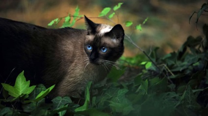 caracterul pisică siameză, varietate de culori, de îngrijire (pisică) Siameze culori de caractere pisică soiuri, îngrijire
