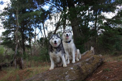 Husky Siberian (istoria și caracteristicile rasei, foto 33) (poveste) Husky Siberian (istoria și caracteristicile rasei, 33 poze)
