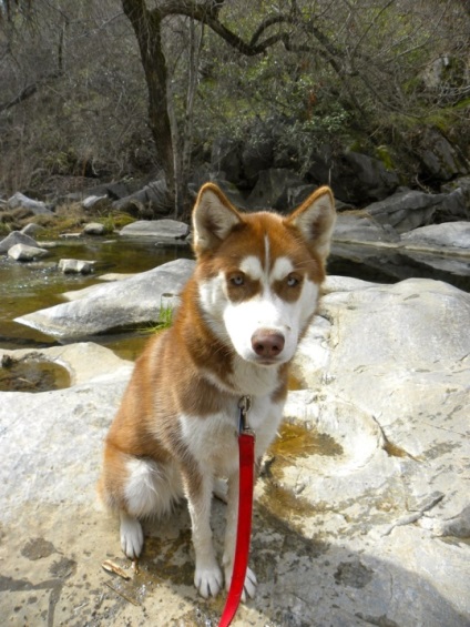 Husky Siberian (istoria și caracteristicile rasei, foto 33) (siberiană) Husky Siberian (istoria și caracteristicile rasei, 33 poze)
