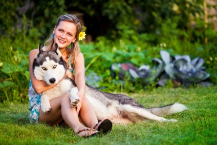 Husky Siberian (istoria și caracteristicile rasei, foto 33) (Husky Siberian) Husky Siberian (istoria și caracteristicile rasei, 33 poze)