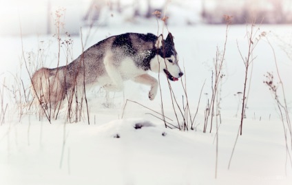 Husky Siberian (istoria și caracteristicile rasei, foto 33) (rocă) Husky Siberian (istoria și caracteristicile rasei, 33 poze)