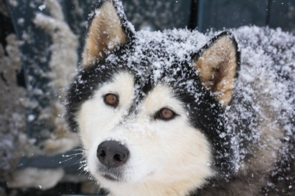 Husky Siberian (istoria și caracteristicile rasei, foto 33) (Husky Siberian) Husky Siberian (istoria și caracteristicile rasei, 33 poze)