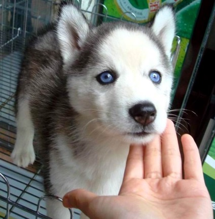 Husky Siberian (istoria și caracteristicile rasei, foto 33) (siberiană) Husky Siberian (istoria și caracteristicile rasei, 33 poze)