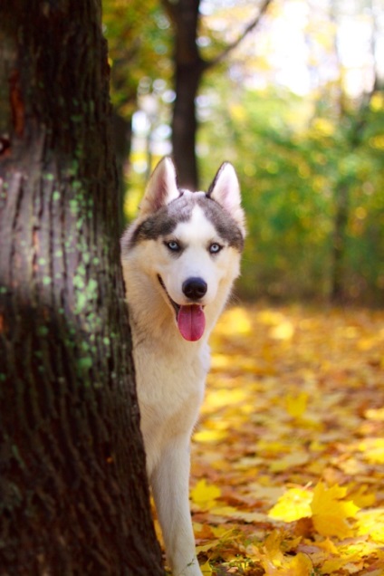 Husky Siberian (istoria și caracteristicile rasei, foto 33) (rocă) Husky Siberian (istoria și caracteristicile rasei, 33 poze)