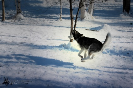 Husky Siberian (istoria și caracteristicile rasei, foto 33) (poveste) Husky Siberian (istoria și caracteristicile rasei, 33 poze)