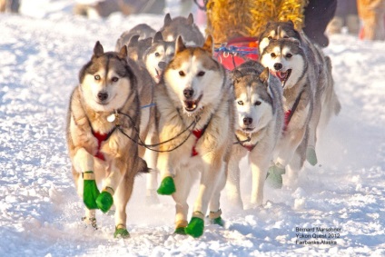 Husky Siberian (istoria și caracteristicile rasei, foto 33) (siberiană) Husky Siberian (istoria și caracteristicile rasei, 33 poze)