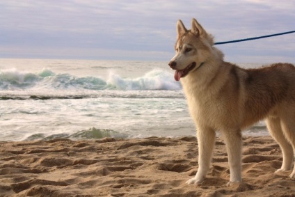 Husky Siberian (istoria și caracteristicile rasei, foto 33) (Husky) Husky Siberian (istoria și caracteristicile rasei, 33 poze)