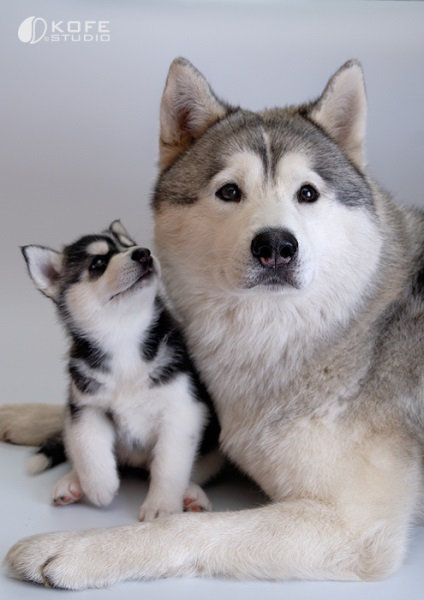 Husky Siberian (istoria și caracteristicile rasei, foto 33) (siberiană) Husky Siberian (istoria și caracteristicile rasei, 33 poze)