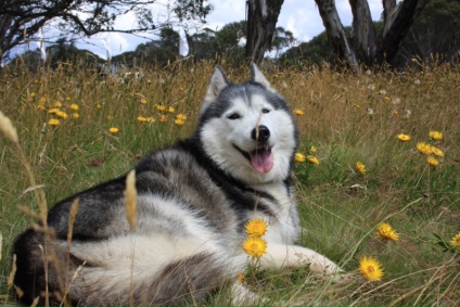 Husky Siberian (istoria și caracteristicile rasei, foto 33) (rocă) Husky Siberian (istoria și caracteristicile rasei, 33 poze)