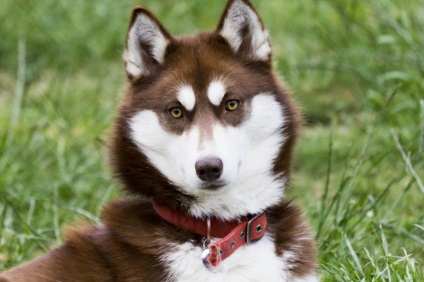 Husky Siberian (istoria și caracteristicile rasei, foto 33) (Husky) Husky Siberian (istoria și caracteristicile rasei, 33 poze)