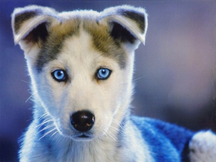 Husky Siberian (istoria și caracteristicile rasei, foto 33) (siberiană) Husky Siberian (istoria și caracteristicile rasei, 33 poze)