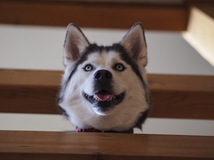Husky Siberian (istoria și caracteristicile rasei, foto 33) (Husky Siberian) Husky Siberian (istoria și caracteristicile rasei, 33 poze)