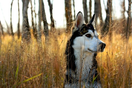 Husky Siberian (istoria și caracteristicile rasei, foto 33) (Husky Siberian) Husky Siberian (istoria și caracteristicile rasei, 33 poze)