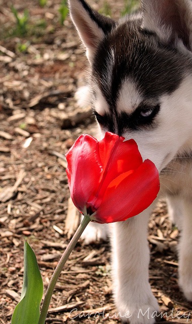 Husky Siberian (istoria și caracteristicile rasei, foto 33) (Husky Siberian) Husky Siberian (istoria și caracteristicile rasei, 33 poze)