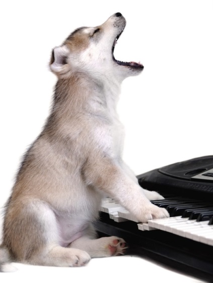 Husky Siberian (istoria și caracteristicile rasei, foto 33) (poveste) Husky Siberian (istoria și caracteristicile rasei, 33 poze)