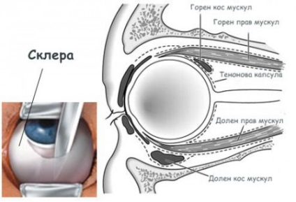 Sclera ochiului (sclera) sclerotica ochi
