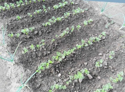 De câte ori să toarne morcovi în teren deschis, grădinarul (numărul de udare morcovi) De câte ori pentru a turna morcovi in aer liber, grădinar