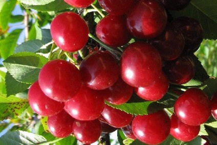 Dulce boabe (fotografie cireșe Turgenevka) Berry dulce