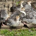 Conținutul și curcani în creștere în mediul video de la modul de îngrijire și caracteristicile de creștere (condiții) Conținut și curcani în creștere în mediul de origine video și cum să aibă grijă în special de reproducție