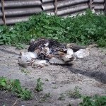 Conținut și curcani în creștere în mediul de origine video și cum să aibă grijă în special de reproducere (acasă) Conținut și curcani în creștere în mediul de origine video și cum să aibă grijă în special de reproducție
