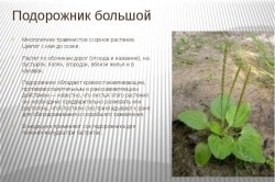 suc de patlagina pentru stomac (pătlagină) suc de patlagina pentru stomac
