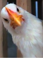 Paie ca îngrășământ (paie) Paie ca îngrășământ