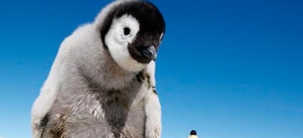Vis Interpretarea pinguin ce visează pinguin într-un vis (ce) Interpretarea de vis pinguin pinguin ce vise in timpul somnului