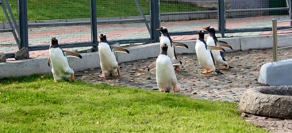 Interpretarea de vis pinguin pinguin ce vise in timpul somnului (interpretare de vis) Interpretarea de vis pinguin pinguin ce vise in timpul somnului