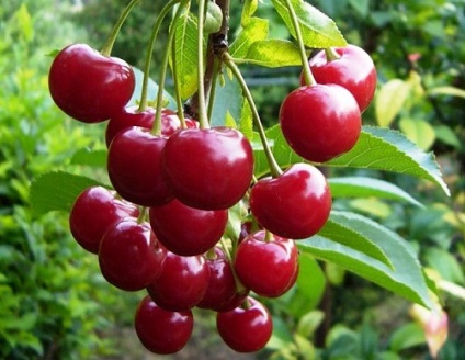 Note Cherry (cires) soiuri de cireșe