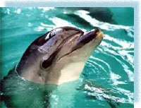 capacitatea de delfini (delfini) abilități delfin