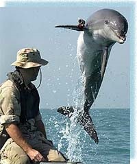 capacitatea de delfini (delfini) abilități delfin