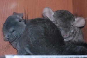 Întâlniri, Chinchilla (sinsila lumii) Encounters, chinchilla