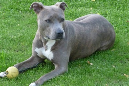 Staffordshire Terrier sau Amstaff (Amstaff) Staffordshire Terrier, sau Amstaff