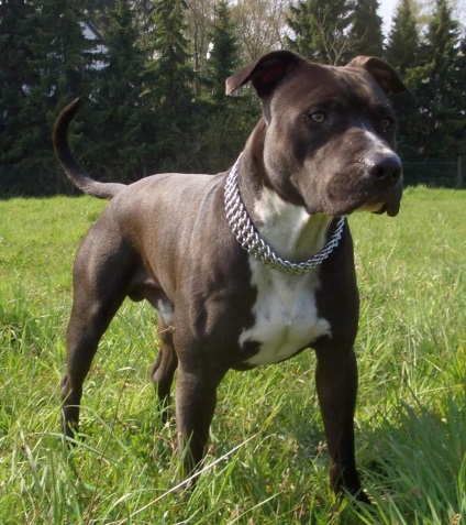 Staffordshire Terrier sau Amstaff (Staffordshire) Staffordshire Terrier, sau Amstaff