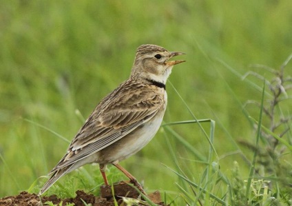 Calandra Lark descriere, nutriție, reproducere (reproducere) Descriere Calandra Lark, nutriție, reproducere